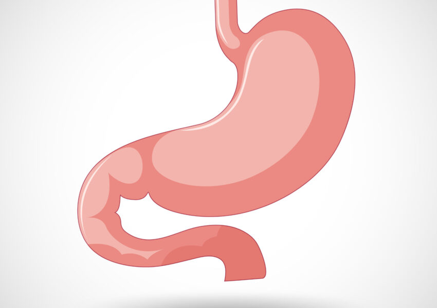 Human internal organ with stomach illustration